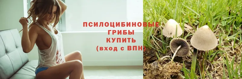 Псилоцибиновые грибы Psilocybe Камбарка